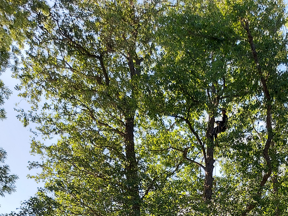 Arborist i en trädtopp.